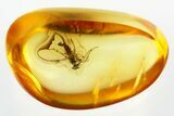 Detailed Fossil Dance Fly (Hybotidae) In Baltic Amber #300673-1